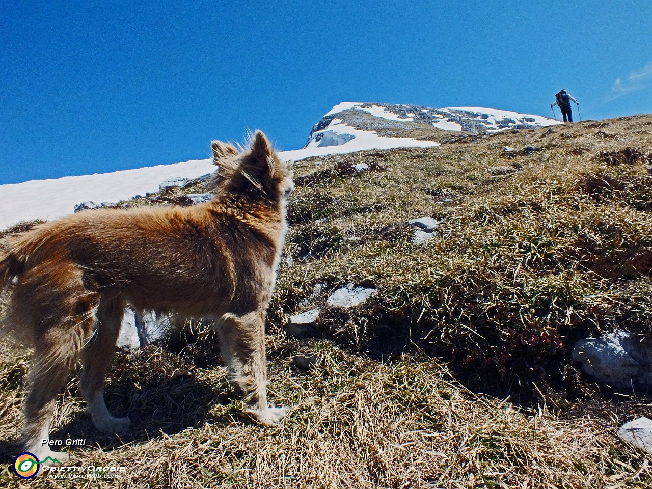24 Stela , cagnolina montagnina !.JPG
